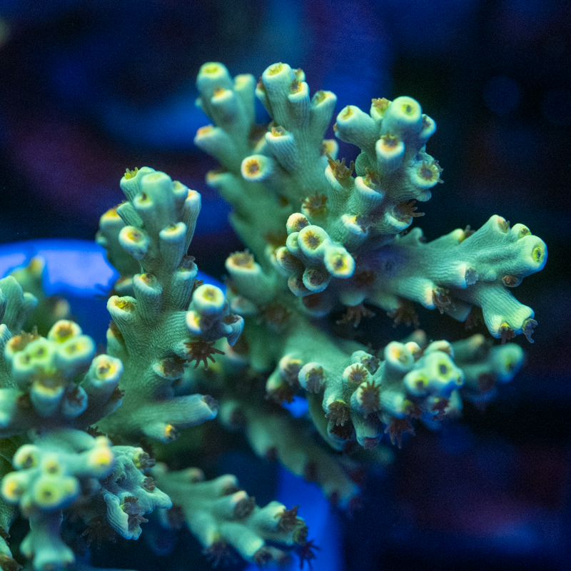 Acropora speciosa Coral